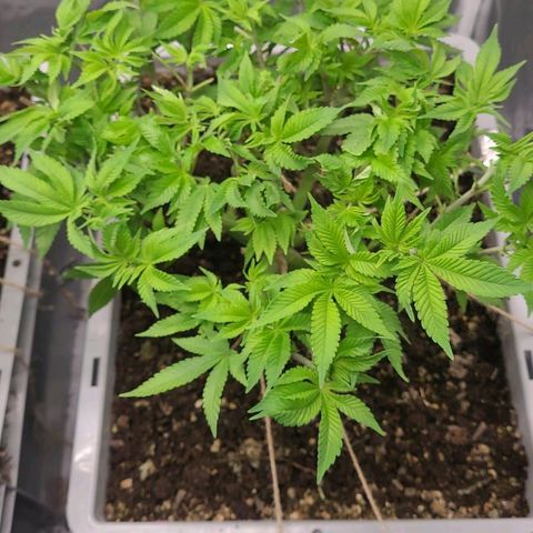 Tropical Cookies (Growers Choice) growlog timeline photo