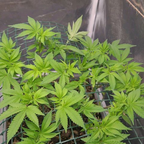Tropical Cookies (Growers Choice) growlog timeline photo