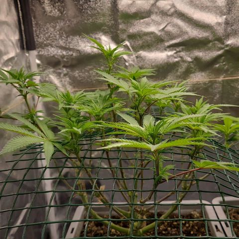 Tropical Cookies (Growers Choice) growlog timeline photo
