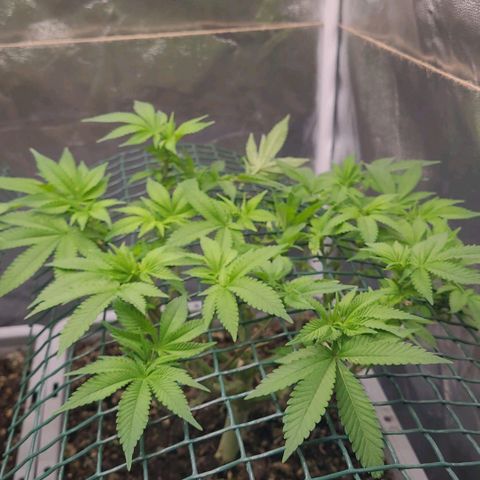 Tropical Cookies (Growers Choice) growlog timeline photo