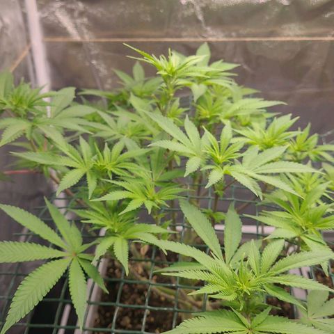 Tropical Cookies (Growers Choice) growlog timeline photo