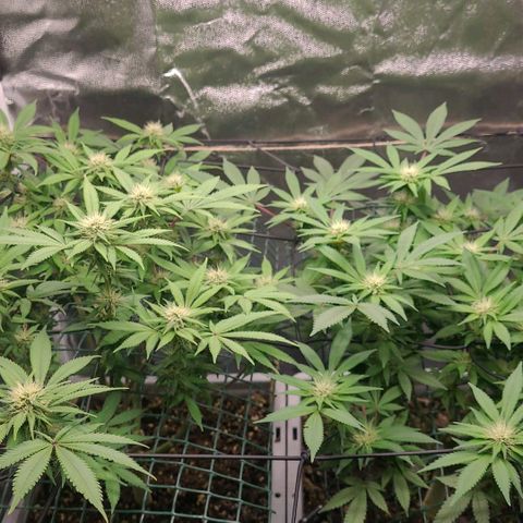 Tropical Cookies (Growers Choice) growlog timeline photo