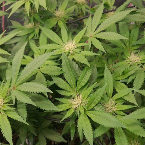 Tropical Cookies (Growers Choice) growlog timeline photo