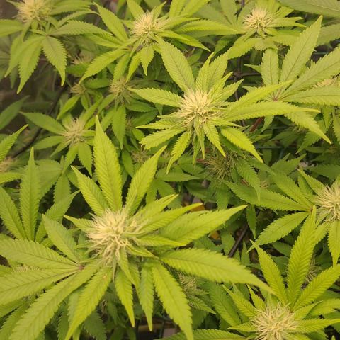Tropical Cookies (Growers Choice) growlog timeline photo