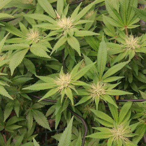 Tropical Cookies (Growers Choice) growlog timeline photo