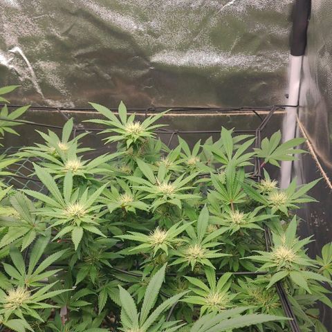 Tropical Cookies (Growers Choice) growlog timeline photo