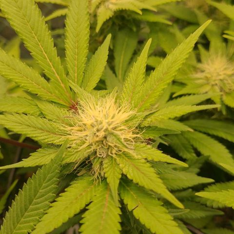 Tropical Cookies (Growers Choice) growlog timeline photo