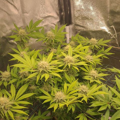 Tropical Cookies (Growers Choice) growlog timeline photo