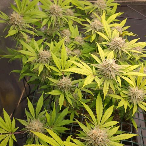 Tropical Cookies (Growers Choice) growlog timeline photo