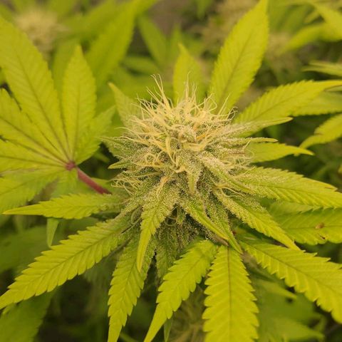 Tropical Cookies (Growers Choice) growlog timeline photo
