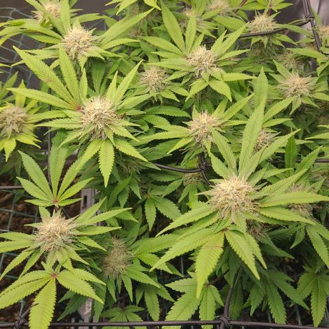 Tropical Cookies (Growers Choice) growlog timeline photo