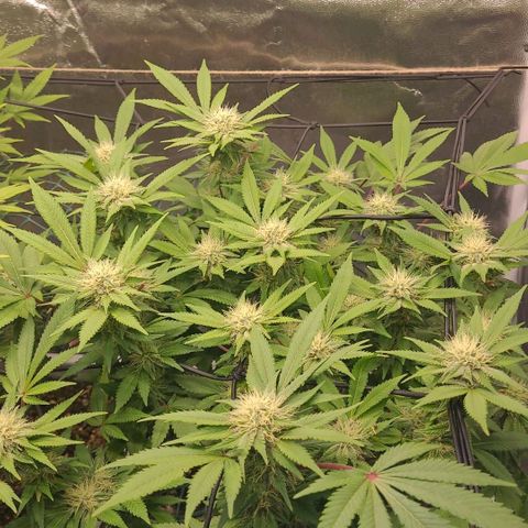 Tropical Cookies (Growers Choice) growlog timeline photo