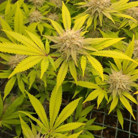 Tropical Cookies (Growers Choice) growlog timeline photo