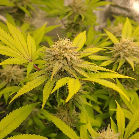Tropical Cookies (Growers Choice) growlog timeline photo