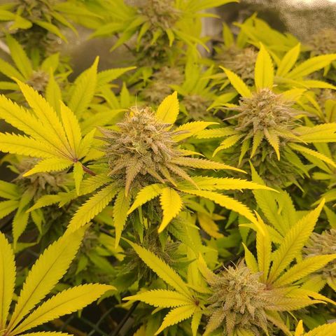 Tropical Cookies (Growers Choice) growlog timeline photo