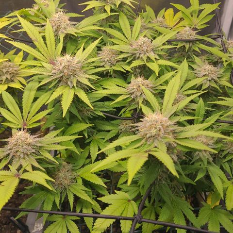 Tropical Cookies (Growers Choice) growlog timeline photo
