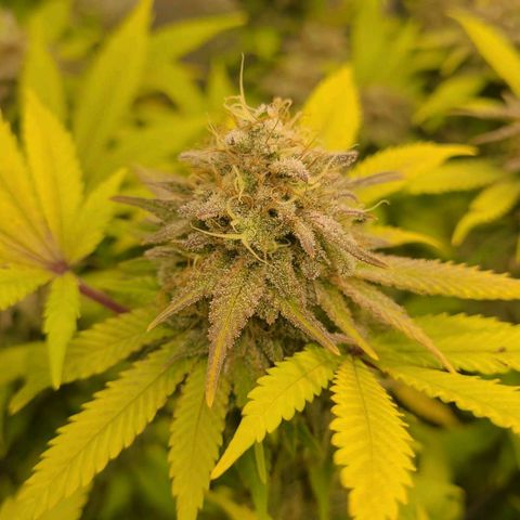Tropical Cookies (Growers Choice) growlog timeline photo