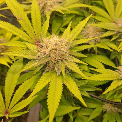 Tropical Cookies (Growers Choice) growlog timeline photo
