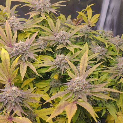 Tropical Cookies (Growers Choice) growlog timeline photo