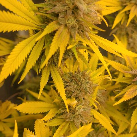 Tropical Cookies (Growers Choice) growlog timeline photo