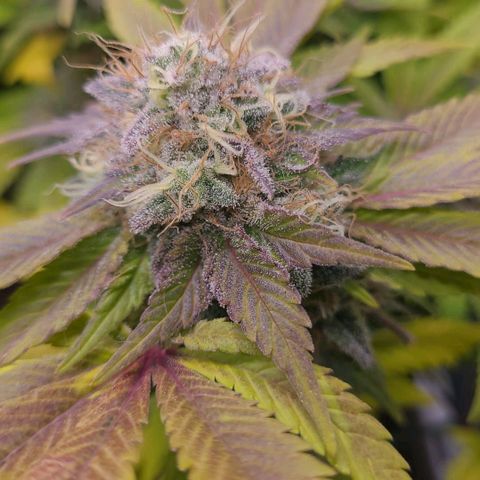 Tropical Cookies (Growers Choice) growlog timeline photo