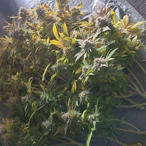 Tropical Cookies (Growers Choice) growlog timeline photo