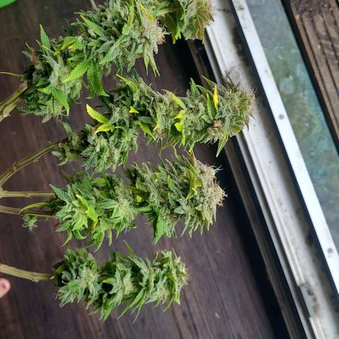 Tropical Cookies (Growers Choice) growlog timeline photo