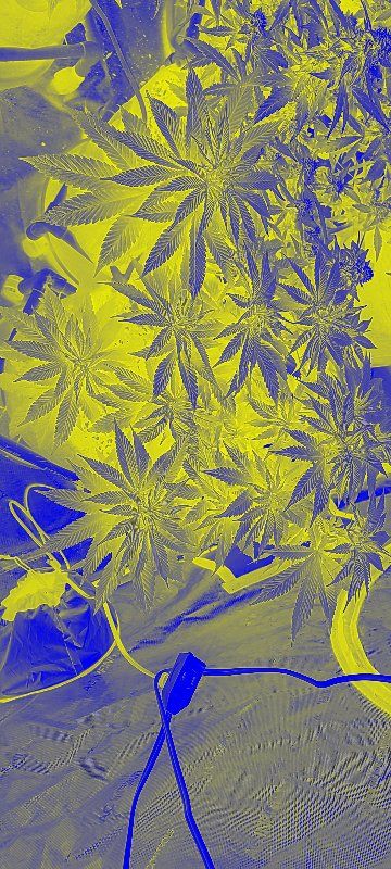 Avatar von GAs_Finest