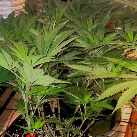 Candyland_BlackPot growlog timeline photo