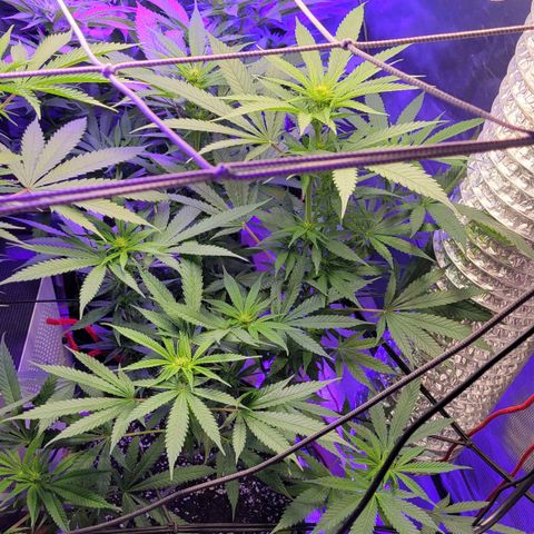 Candyland_GreenPot growlog timeline photo