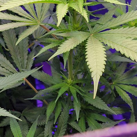 Candyland_GreenPot growlog timeline photo