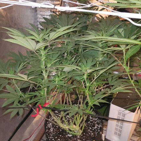 Candyland_BlackPot growlog timeline photo