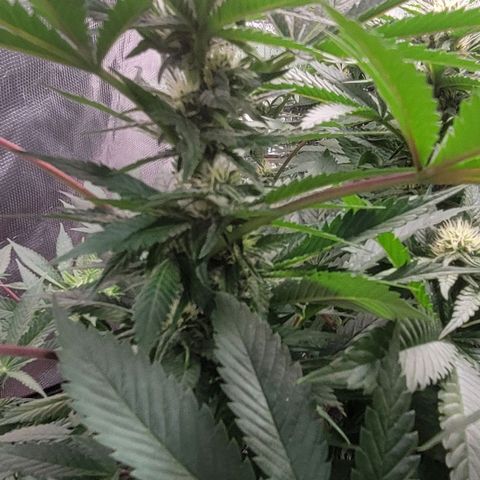 Candyland_BlackPot growlog photo: Day 28 Flower