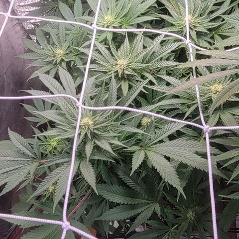 Candyland_BlackPot growlog photo: Day 28 Flower