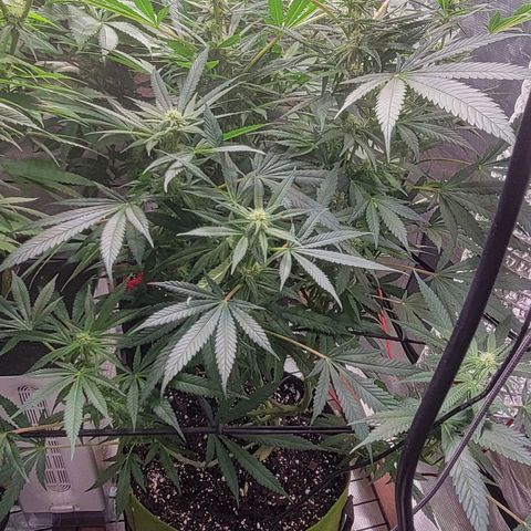 Candyland_GreenPot growlog photo: Day 28 Flower