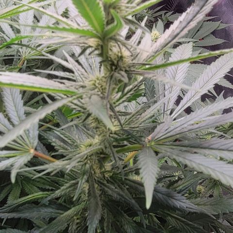 Candyland_GreenPot growlog photo: Day 28 Flower