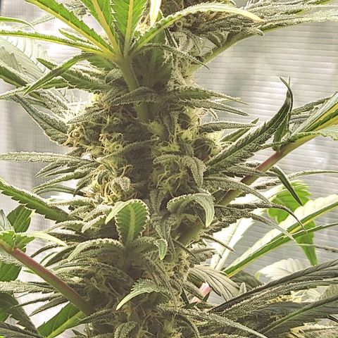 Candyland_GreenPot growlog timeline photo