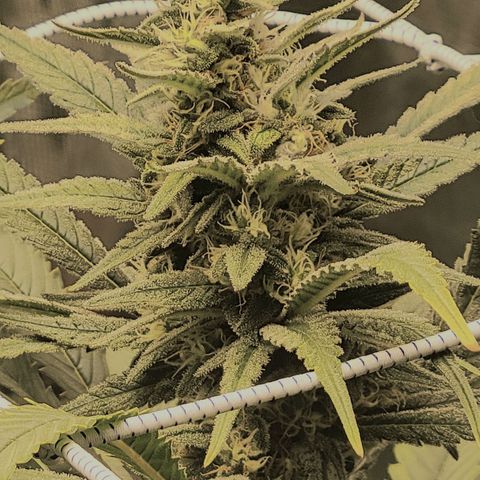 Candyland_GreenPot growlog timeline photo