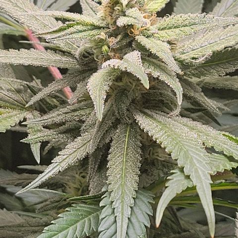 Candyland_GreenPot growlog timeline photo