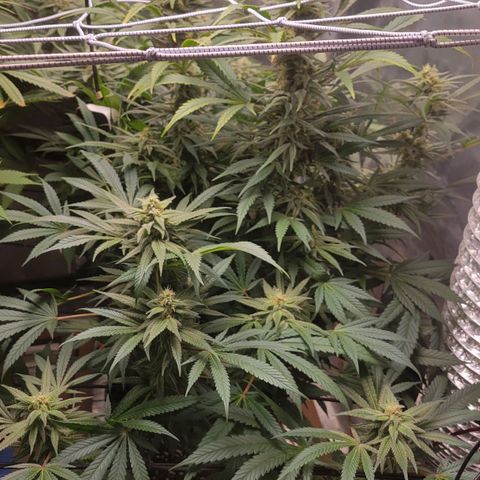 Candyland_GreenPot growlog timeline photo