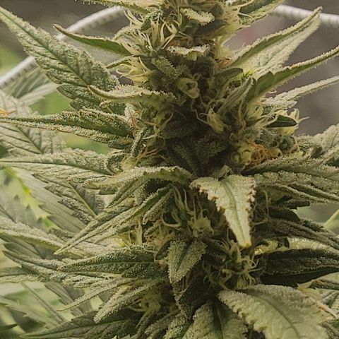 Candyland_GreenPot growlog timeline photo