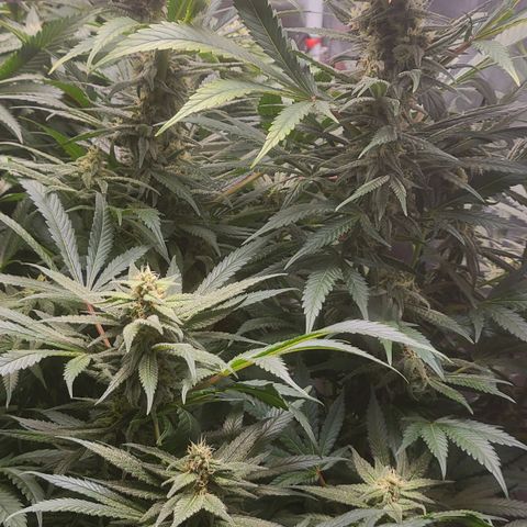 Candyland_GreenPot growlog timeline photo