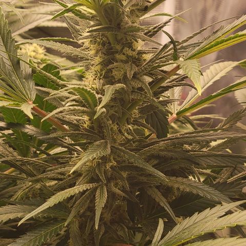 Candyland_GreenPot growlog timeline photo