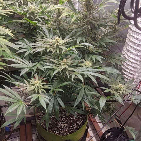 Candyland_GreenPot growlog timeline photo