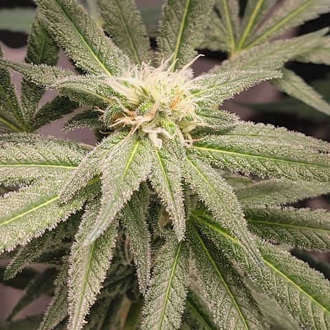 Candyland_GreenPot growlog timeline photo