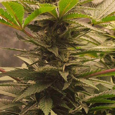 Candyland_GreenPot growlog timeline photo
