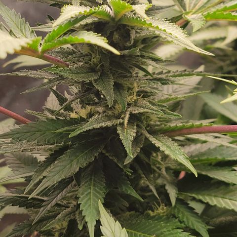 Candyland_GreenPot growlog timeline photo