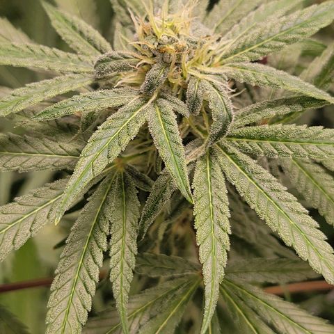 Candyland_GreenPot growlog timeline photo