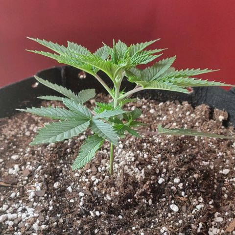 Candyland_BlackPot growlog timeline photo
