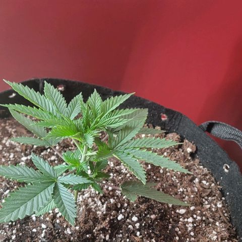 Candyland_BlackPot growlog timeline photo